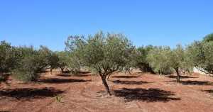 olive-trees-2660028_1920