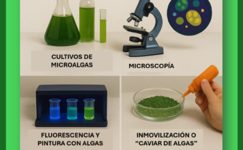 Fotografía ilustrativa de la actividad Microalgas: Los pequeños gigantes del planeta