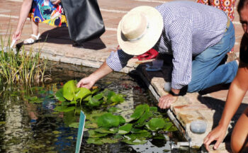 Fotografía ilustrativa de la actividad Del cloro a la biodiversidad: Creando ecosistemas acuáticos en las fuentes de la ciudad