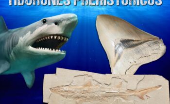 Fotografía ilustrativa de la actividad Tiburones prehistóricos