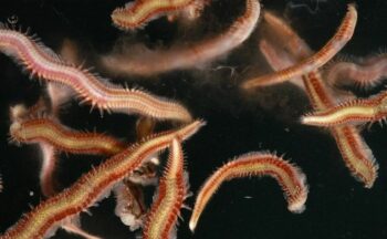 Fotografía ilustrativa de la actividad Larvas de mar UCA