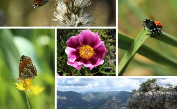 Fotografía ilustrativa de la actividad Conoce la Biodiversidad de tu entorno con el Observatorio de Cambio Global de las Sierras Subbéticas