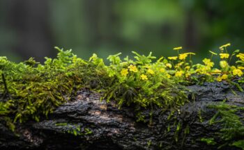 Fotografía ilustrativa de la actividad Un paseíllo por la biodiversidad urbana