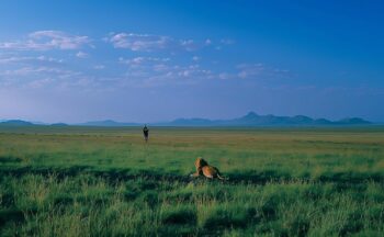 Fotografía ilustrativa de la actividad Estudiando a los animales carnívoros de la sabana sudafricana