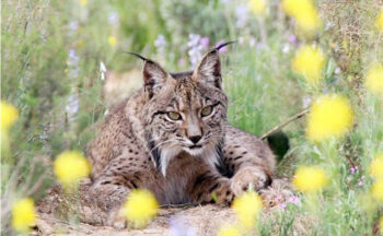 Fotografía ilustrativa de la actividad ¿Qué papel tiene la bioquímica en la conservación del lince ibérico?