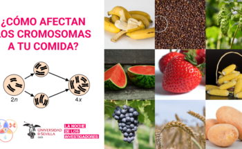 Fotografía ilustrativa de la actividad ¿Cómo afectan los cromosomas a tu comida?