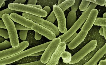 Fotografía ilustrativa de la actividad Microbiota y salud: Bacterias y microbios contra el cáncer | Lucena