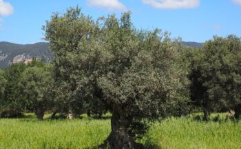 Fotografía ilustrativa de la actividad Mucho más que aceite: La biodiversidad del olivar | Luque