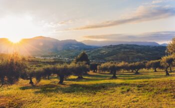 Fotografía ilustrativa de la actividad Ciencia y economía para el olivar