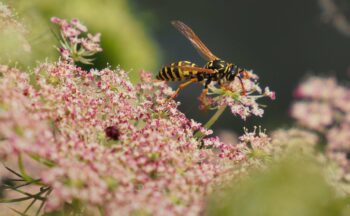 Fotografía ilustrativa de la actividad ¿Alergia al polen? Descubre el por qué