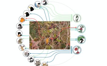 Fotografía ilustrativa de la actividad La red de la vida en Doñana