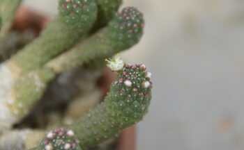 Fotografía ilustrativa de la actividad La colección de «Caudex» del Jardín… ¿sabes qué son?