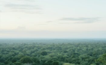 Fotografía ilustrativa de la actividad Reconocimiento de derechos a la naturaleza. Buscando mayor protección