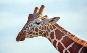 Fotografía ilustrativa de la actividad Fauna africana: el desierto del Sáhara