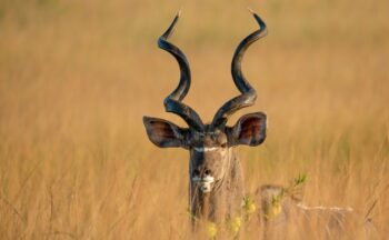 Fotografía ilustrativa de la actividad Fauna africana: la sabana