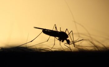 Fotografía ilustrativa de la actividad Investigando enfermedades que transmiten los animales a las personas