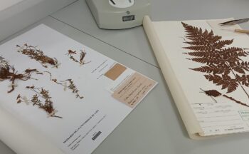 Fotografía ilustrativa de la actividad Plantas del Mundo en el Herbario JAEN