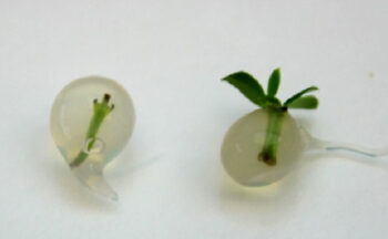 Fotografía ilustrativa de la actividad Conservación ‘in vitro’ de germoplasma – Encapsulación en alginato