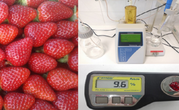 Fotografía ilustrativa de la actividad Mejora genética de fresas: fresas más ricas, saludables y con poca necesidad de agua