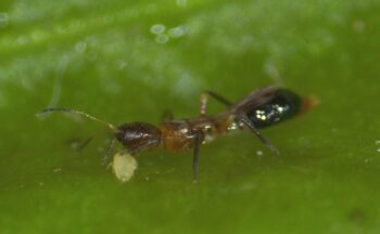 Fotografía ilustrativa de la actividad Insectos en acción: Diversidad de aliados naturales contra las plagas