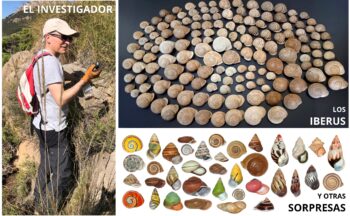 Fotografía ilustrativa de la actividad Identificación de caracoles a partir de sus conchas