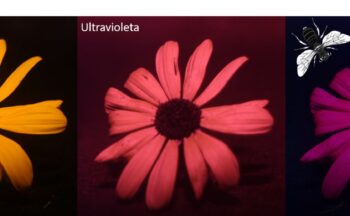 Fotografía ilustrativa de la actividad Taller. Colores florales a los ojos de los polinizadores