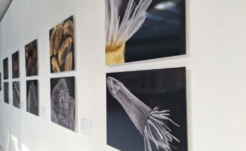 Fotografía ilustrativa de la actividad Exposición y visitas guiadas ‘Semillas amenazadas: un viaje a través del microscopio’