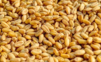 Fotografía ilustrativa de la actividad Vayamos al grano: proteínas y antioxidantes de semillas y su impacto en el ejercicio físico. Aislamiento, caracterización y evaluación funcional en modelos preclínicos