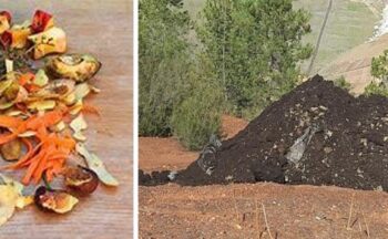 Fotografía ilustrativa de la actividad Conociendo el compost para el uso agrícola.