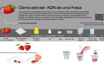 Fotografía ilustrativa de la actividad Reconstruyendo la célula y descubriendo su interior