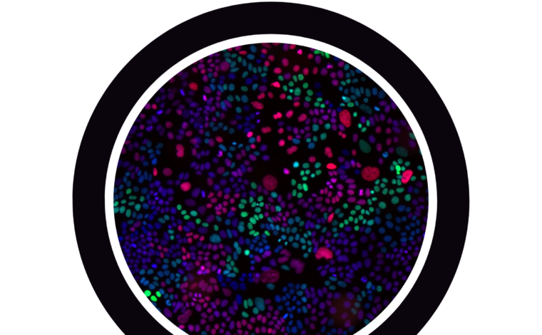 Imagen ilustrativa de la actividad
