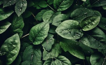 Fotografía ilustrativa de la actividad ¡Una planta no habla, pero sí respira!