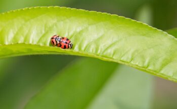Fotografía ilustrativa de la actividad Plantas, bichos y microbios: una historia de cinco reinos
