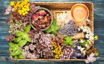 Fotografía ilustrativa de la actividad Cultura, Alimentación y Salud (CAS360º). Conocimiento y usos tradicionales de plantas autóctonas en Almería