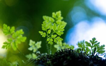 Fotografía ilustrativa de la actividad Biodiversidad en movimiento