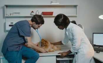 Fotografía ilustrativa de la actividad El bienestar animal en la práctica veterinaria