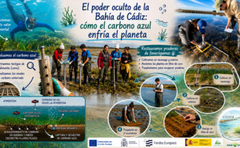 Fotografía ilustrativa de la actividad El poder oculto de la Bahía de Cádiz: cómo el carbono azul enfría el planeta