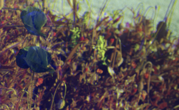 Fotografía ilustrativa de la actividad ¿Cómo ven las flores los polinizadores?