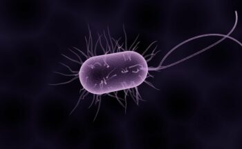 Fotografía ilustrativa de la actividad ¿Puede la microbiota intestinal influir en la ansiedad? Evidencias actuales y mecanismos biológicos