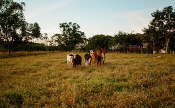 Fotografía ilustrativa de la actividad Ciencia para un territorio sostenible: biodiversidad y salud animal | Castro del Río