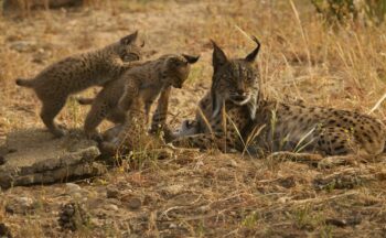 Fotografía ilustrativa de la actividad Rastreadores de linces: misión identificación/Lynx trackers: identification mission