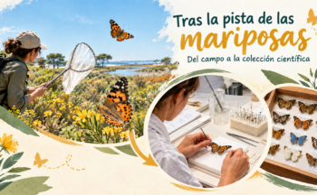 Fotografía ilustrativa de la actividad Tras la pista de las mariposas: del campo a la colección científica