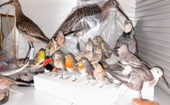 Fotografía ilustrativa de la actividad Biodiversidad en acción