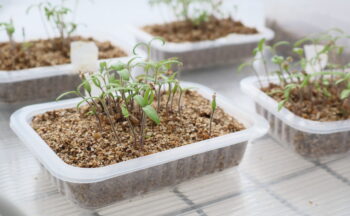 Fotografía ilustrativa de la actividad Vacunando a las plantas