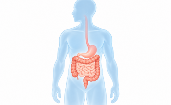 Fotografía ilustrativa de la actividad La función de barrera intestinal y la salud